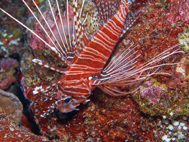 Lion Fish, Rubiah North